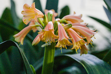 Colorado Clivia's plant number 2227E.  Clivia interspecific, Pink Marshmellow x Pink Elegance