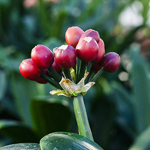 Colorado Clivia's plant number 312A.  Clivia miniata, Orange Daruma Fruit