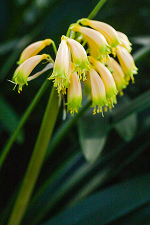 Colorado Clivia's plant number 625C.  Clivia gardenii, Pink 13