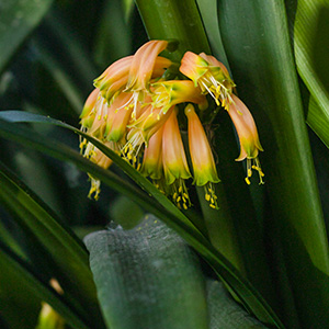 Colorado Clivia's plant number Lost Tag 1A.  Clivia gardenii, Lost Tag
