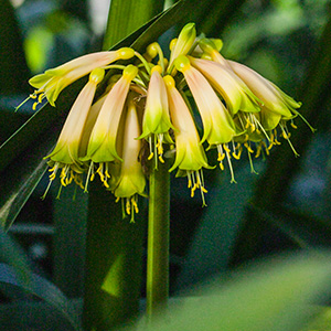Colorado Clivia's plant number Lost Tag 2A.  Clivia gardenii, Lost Tag