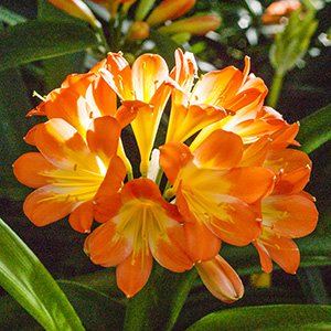 Colorado Clivia's plant number 1078A.  Clivia miniata, ULaLa x Eesh