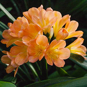 Colorado Clivia's plant number 1836C.  Clivia miniata, Henrietta Peach x Anderson Peach