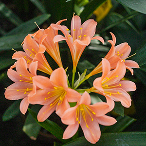 Colorado Clivia's plant number 1860A.  Clivia miniata, Alick's Pink Pastel