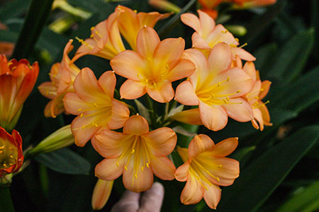 Colorado Clivia's plant number 1881B.  Clivia miniata, Pastel x Tipperary Peach