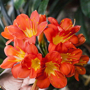 Colorado Clivia's plant number 1916A.  Clivia miniata, Donner x Large Umbel Vico Orange