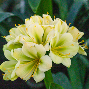 Colorado Clivia's plant number 1975C.  Clivia miniata, (TK Yellow x Hirao) x Hirao Green