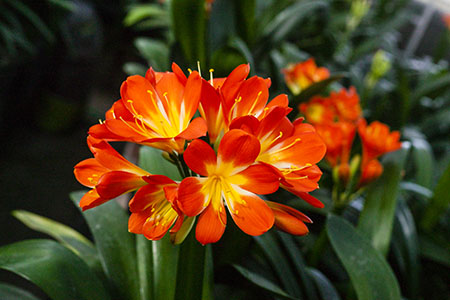 Colorado Clivia's plant number 2003A.  Clivia miniata, Sabrine Delphine x T. Barnes Best Red