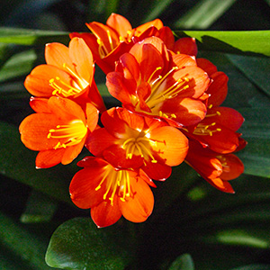 Colorado Clivia's plant number 2075A.  Clivia miniata, Nakamura Red w/ Green Throat x T. Barnes Best Red