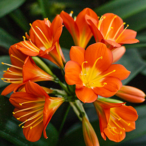 Colorado Clivia's plant number 2266A.  Clivia miniata, (Nakamura Best Red x Vico) x Red Queen