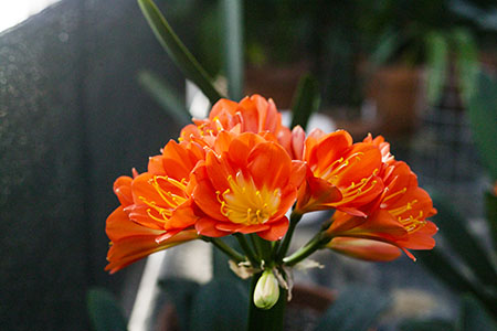 Colorado Clivia's plant number 2344D.  Clivia miniata, Nakayama Orange Multi-petal