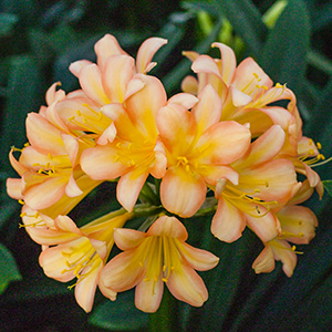 Colorado Clivia's plant number 2351C.  Clivia miniata, (Alick's Pink x Wittig Pink) x sibling
