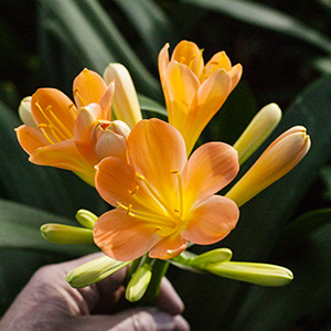 Colorado Clivia's plant number 2365A.  Clivia miniata, Julia D