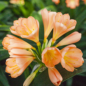 Colorado Clivia's plant number 455A.  Clivia miniata, Lovy's Surprise Pink
