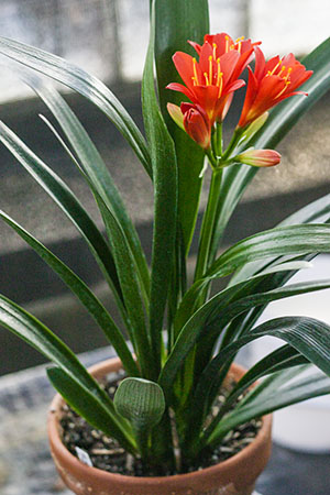 Colorado Clivia's plant number 92D.  Clivia miniata, TO Red x Hirao Red