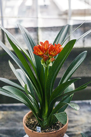 Colorado Clivia's plant number 97A.  Clivia miniata, TO Red x Hirao Red