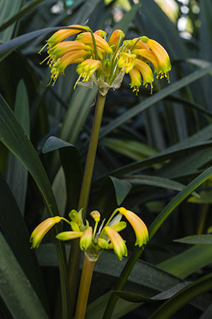 Colorado Clivia's plant number 1939C.  Clivia gardenii, Ndwedwe BP Bush