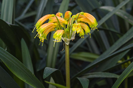 Colorado Clivia's plant number 1939E.  Clivia gardenii, Ndwedwe BP Bush