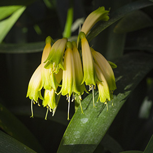 Colorado Clivia's plant number 1951B.  Clivia gardenii, Inanda Bush