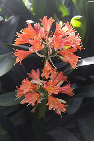 Colorado Clivia's plant number 2293C.  Clivia interspecific, Red Cyrt x Jean Delphine