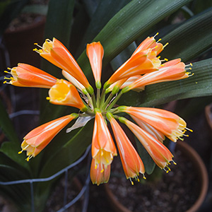 Colorado Clivia's plant number 2589C.  Clivia interspecific, Not Holmes Red x Dark Red Cyrt
