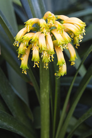 Colorado Clivia's plant number 638E.  Clivia gardenii, Mix