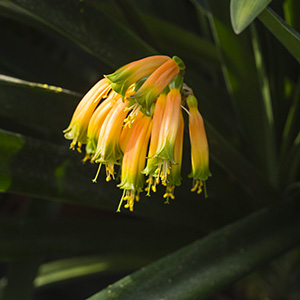 Colorado Clivia's plant number 653B.  Clivia gardenii, Midlands