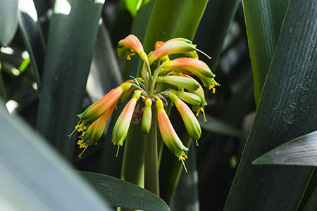 Colorado Clivia's plant number 664G.  Clivia gardenii, Orange/Bronze 8