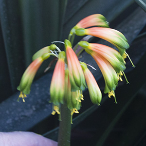 Colorado Clivia's plant number 664H.  Clivia gardenii, Orange/Bronze 8
