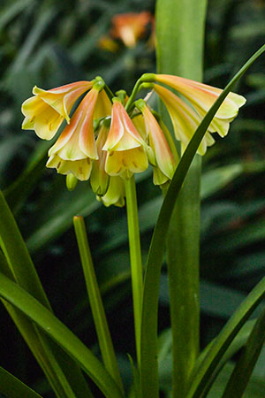 Colorado Clivia's plant number Unknown.  Clivia interspecific, Unknown