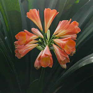 Colorado Clivia's plant number 12M.  Clivia interspecific, Not Holmes Red