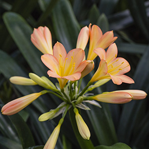 Colorado Clivia's plant number 1881C.  Clivia miniata, Pastel x Tipperary Peach