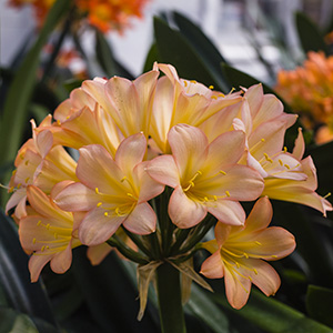 Colorado Clivia's plant number 1881D.  Clivia miniata, Pastel x Tipperary Peach
