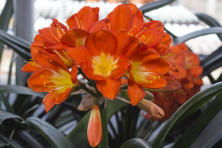 Colorado Clivia's plant number 1921C.  Clivia miniata, Donner x Large Umbel Vico Orange