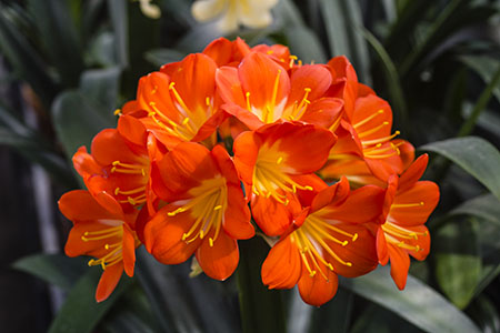 Colorado Clivia's plant number 2022B.  Clivia miniata, Marilyn's Best Red x T. Barnes Best Red