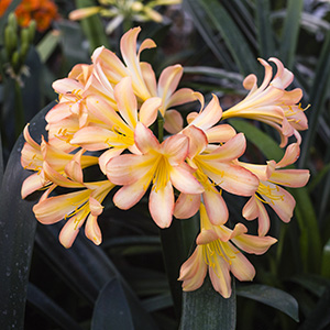 Colorado Clivia's plant number 2349A.  Clivia miniata, (Ansie Pink x Wittig Pink) x sibling