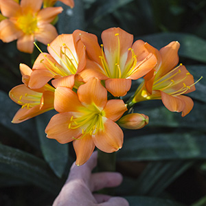 Colorado Clivia's plant number 2420A.  Clivia miniata, Chubb's 2nd Chance x GT Peach