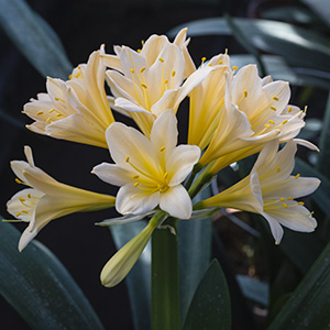 Colorado Clivia's plant number 2574A.  Clivia miniata, Blushing Belle x Blushing Bride