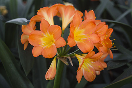 Colorado Clivia plant number 1944A.  Clivia miniata, Orange Flame x Quin Pastel.