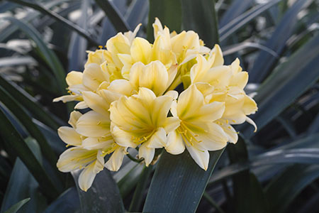 Colorado Clivia plant number 1972F.  Clivia interspecific, (TK Yellow x Hirao) x Charls Green.