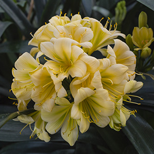 Colorado Clivia plant number 1976C.  Clivia miniata, (TK Yellow x Hirao) x Hirao Green.