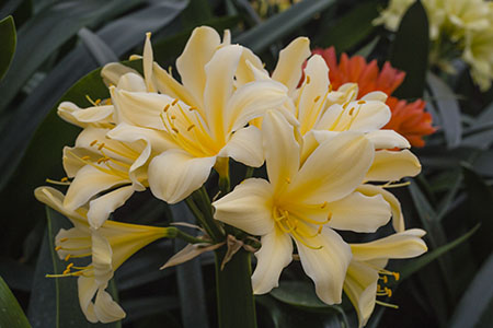 Colorado Clivia plant number 2242A.  Clivia miniata, Moonshine x Largest Yellow Flower.