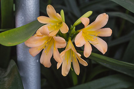 Colorado Clivia plant number 779A.  Clivia miniata, Edgar
