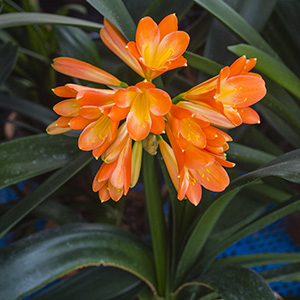 Colorado Clivia plant number 921A.  Clivia interspecific, Not Holmes Red x Solomone Yellow.