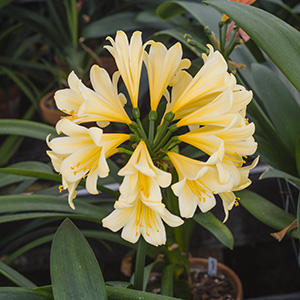 Colorado Clivia plant number 957A.  Clivia interspecific, Not Holmes Red x Solomone Yellow.