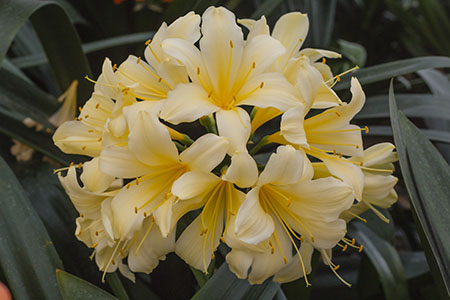 Colorado Clivia plant number 1908B.  Clivia miniata, (Bill Morris Large Yellow x Nakamura Vico Yellow) x (Juliana Webb x Cywes Yellow).
