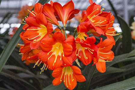 Colorado Clivia plant number 2263A.  Clivia miniata, (Nakamura Best Red No. 130 x Vico Yellow) x Red Queen.
