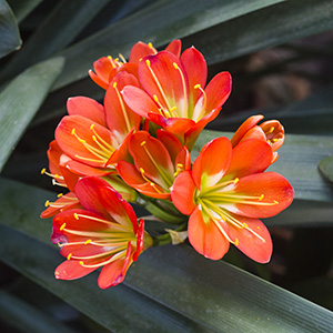Colorado Clivia plant number 2345F.  Clivia miniata, Compact Red with Green Throat.