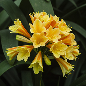 Colorado Clivia plant number 2461A.  Clivia interspecific, Not Holmes Red x Dark Red Cyrt..