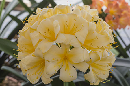 Colorado Clivia plant number 2567B.  Clivia miniata, Meyer